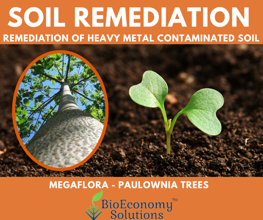 MegaFlora Tree Farms – BioEconomy Solutions