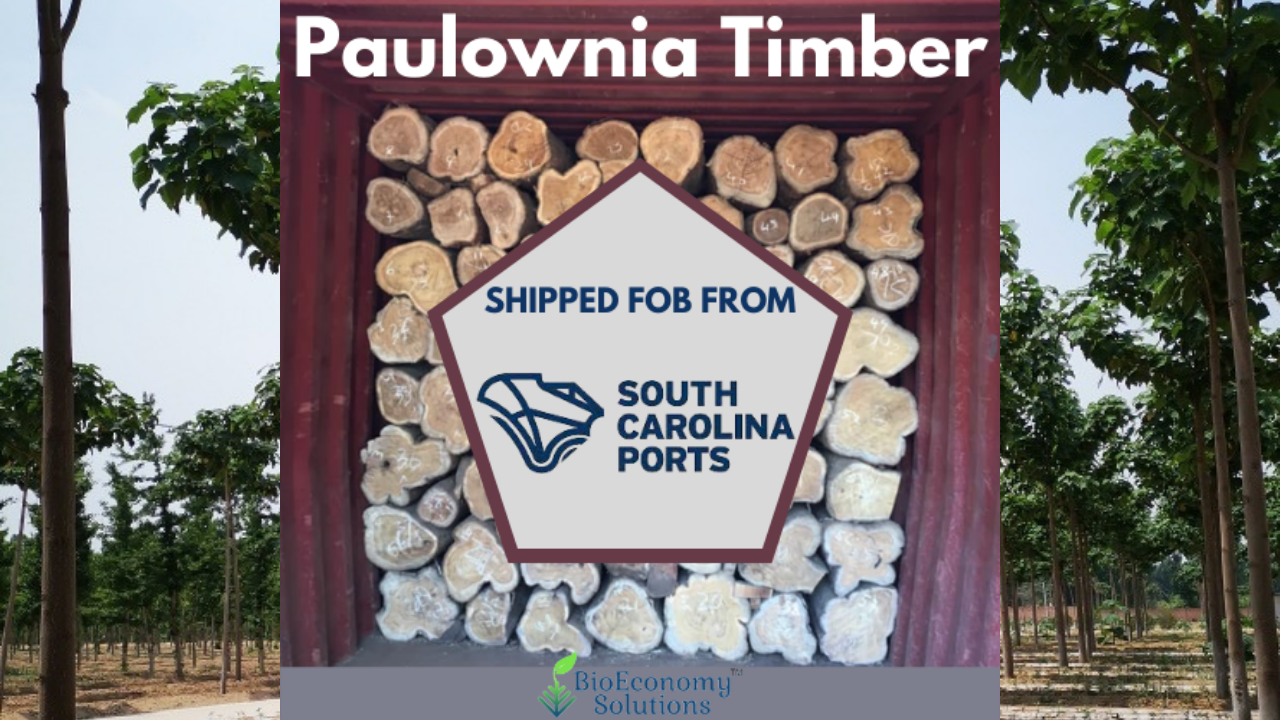 USA Paulownia Timber From South Carolina