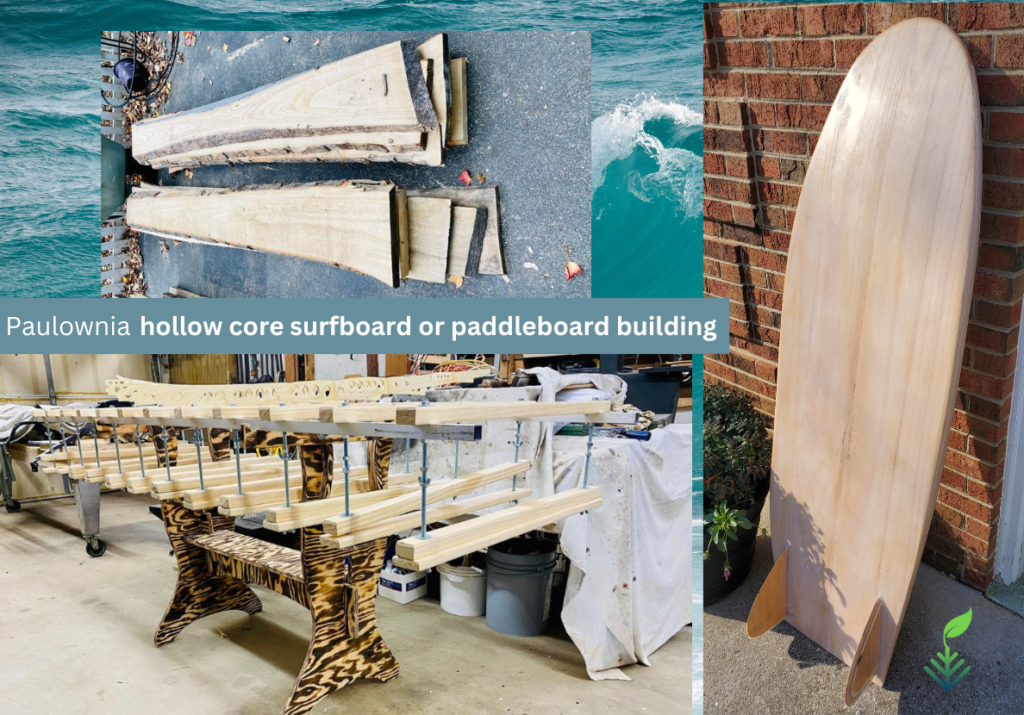 Paulownia Boat Building – BioEconomy Solutions