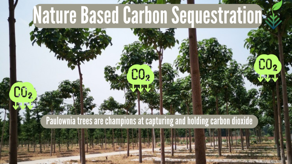 Gnp Tree Top Ten Reasons to Choose Paulownia Trees for Your Next Carbon ...