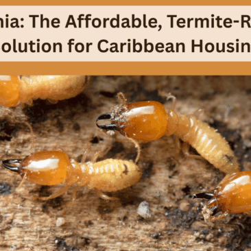Paulownia The Affordable, Termite-Resistant Solution for Caribbean Housing