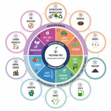 Paulownia Tree Benefits Applications