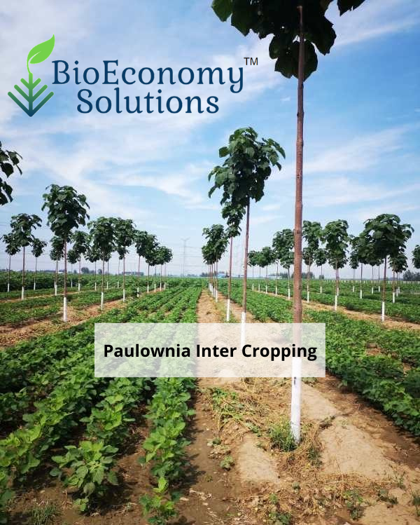 Inner cropping Paulownia