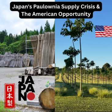 Japan's Paulownia Supply Crisis & The American Opportunity (1024 x 1024 px)